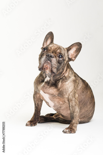 Französische Bulldogge © danielajuwan