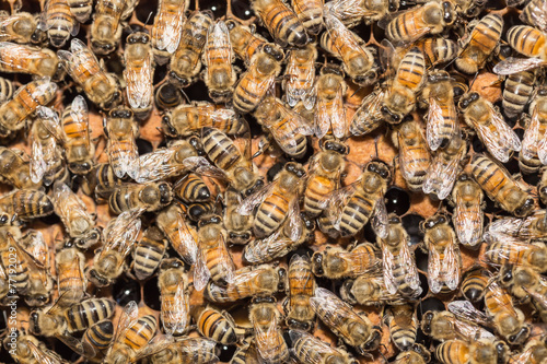 Close up bees on honeycells