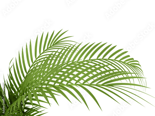 tropical plant