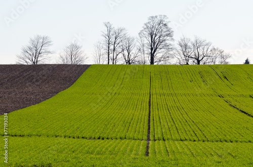 cultivated farmers field
