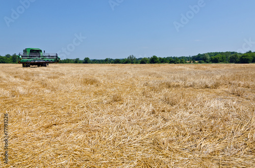 wheat field