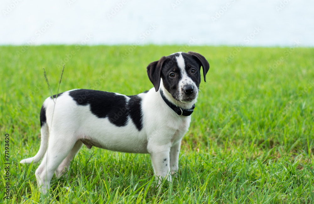 Black and white puppy