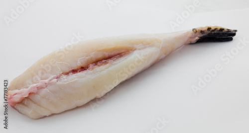 Torafugu / fugu / globefish / blowfish / fish