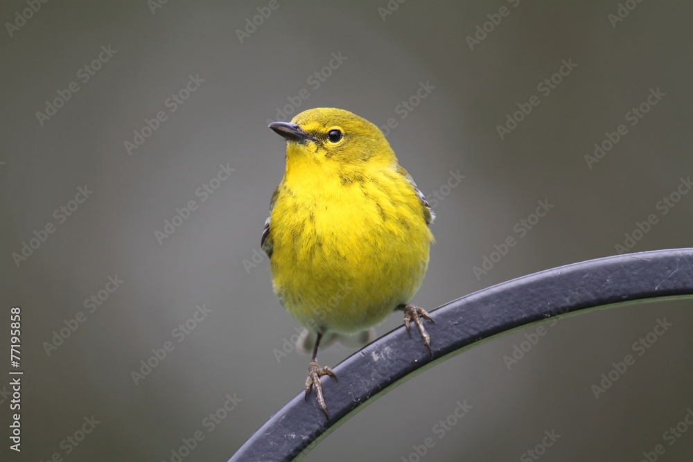 Obraz premium Male Pine Warbler (Dendroica Setophaga pinus)