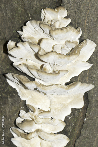 Cauliflower mushroom  / Sparssis crispa photo