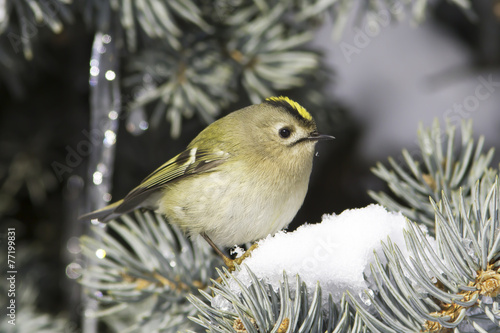 goldcrest / Regulus regulus in natural habitat