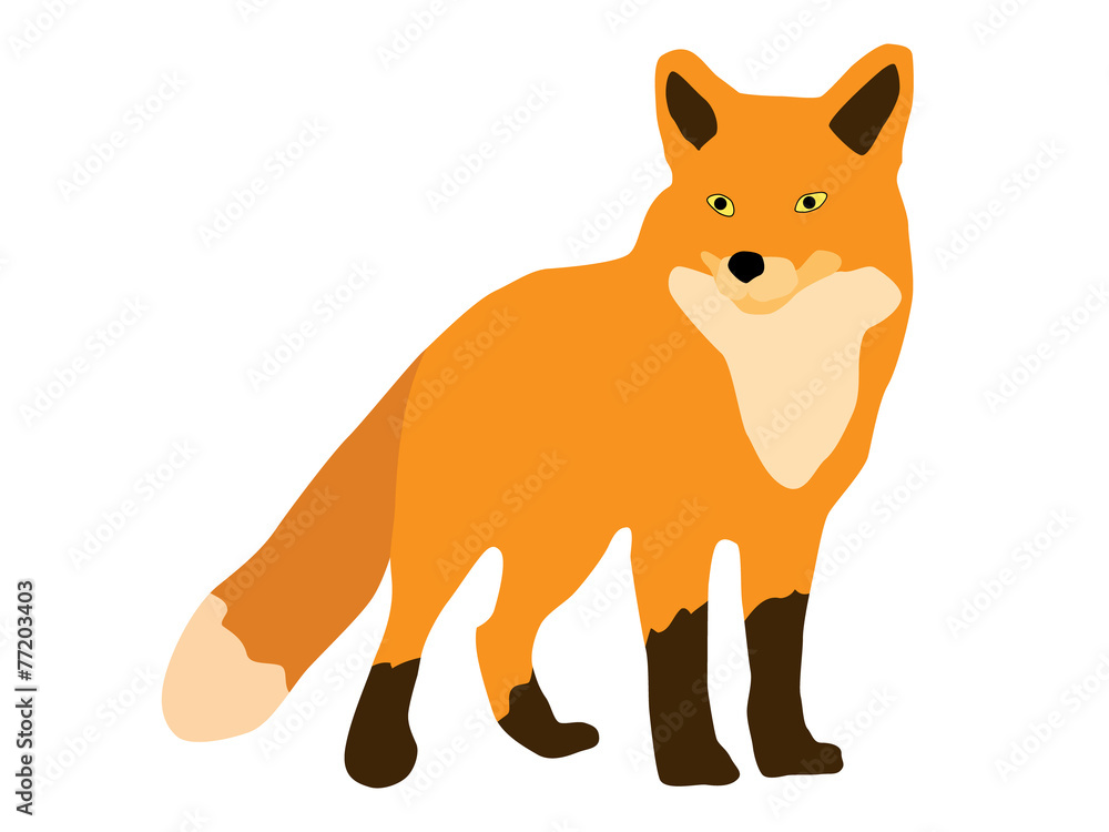 Fototapeta premium fox