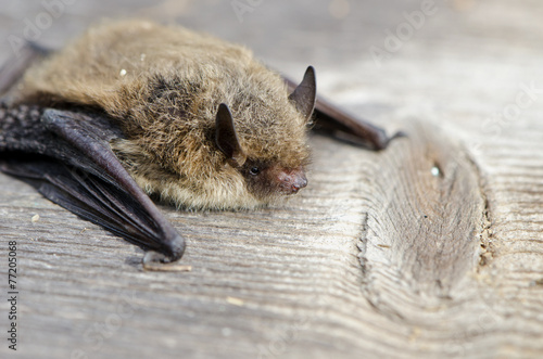 Fotografering animal  bat Nathusius pipistrelle (Pipistrellus nathusii)