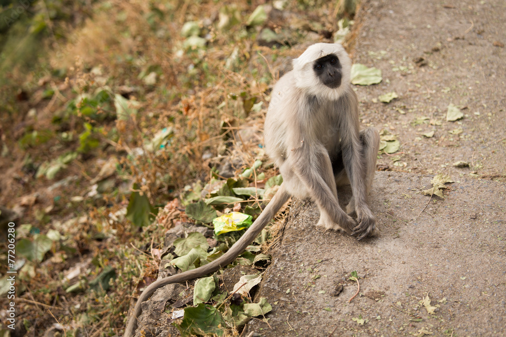 Fototapeta premium Black monkey on the road in Rishikesh, India