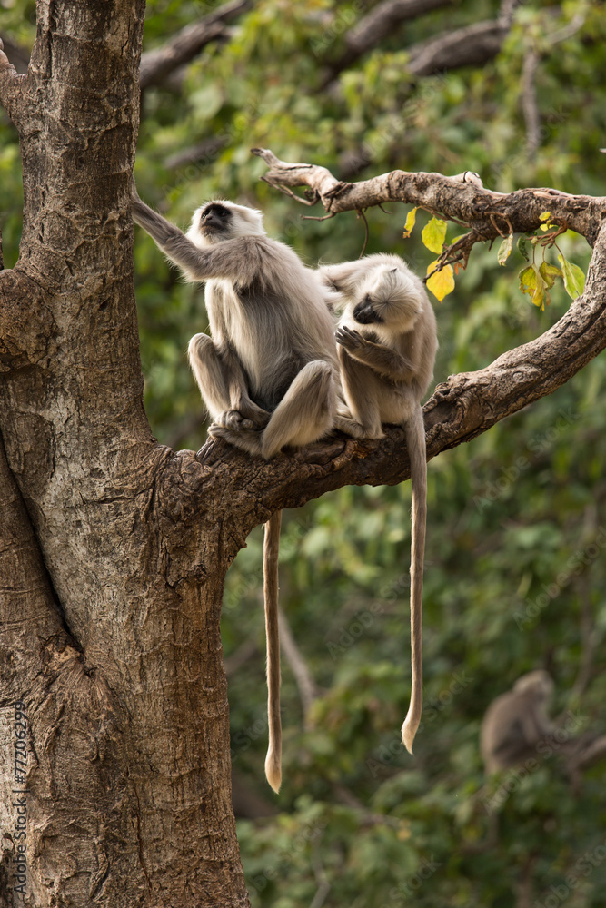 Obraz premium Black monkeys in tree in Rishikesh, India