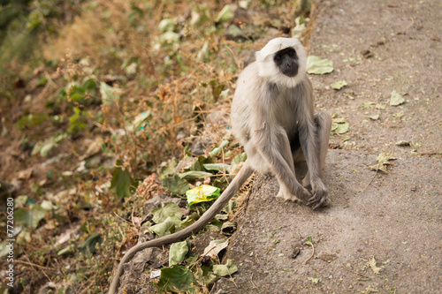 Black monkey on the road in Rishikesh, India