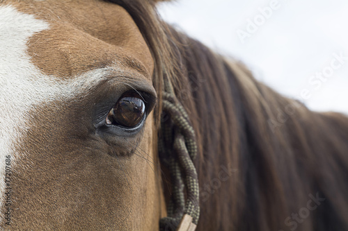 Brown Eye of Old horse