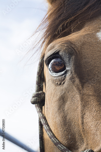 Eye of Brown horse