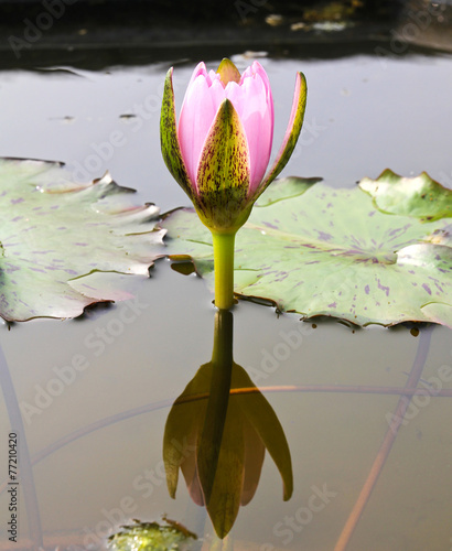 Waterlily or Lotus Flower i...