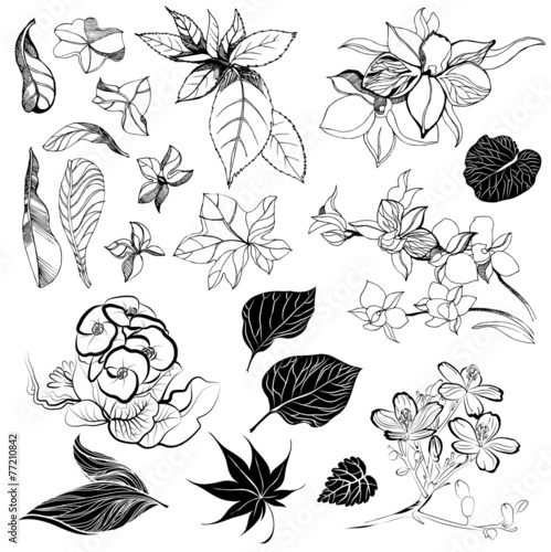 Fototapeta Naklejka Na Ścianę i Meble -  sketches of flowers