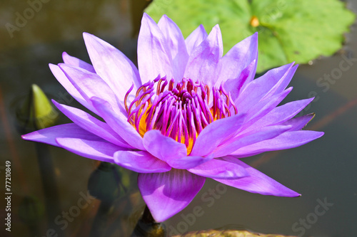 Waterlily or Lotus Flower i...