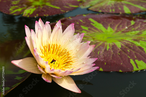 Waterlily or Lotus Flower i...