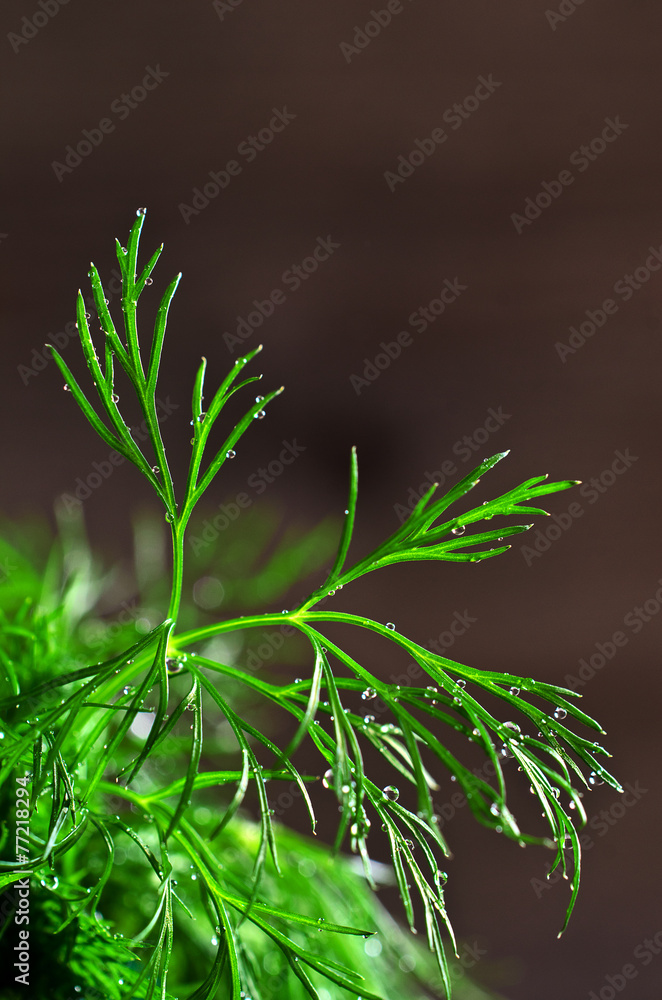 Leaves fresh dill with drops of dew