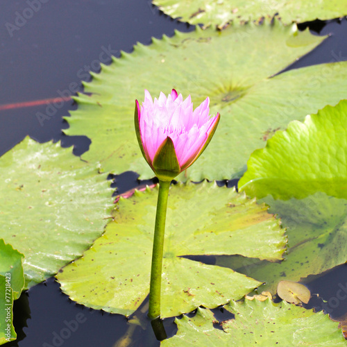 Waterlily or Lotus Flower i...