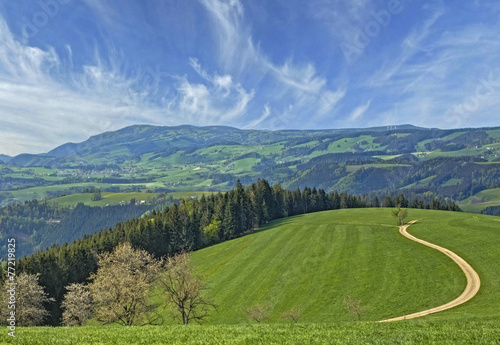 Wiese im Schwarzwald