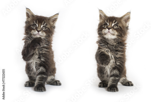 Fototapeta Naklejka Na Ścianę i Meble -  maine coon kittens tabby