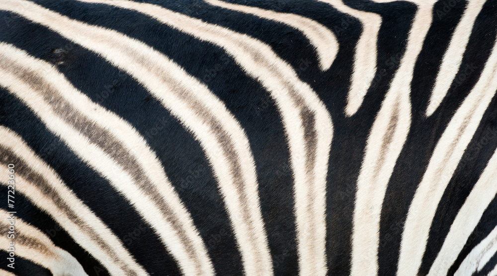 zebra skin zebra skin