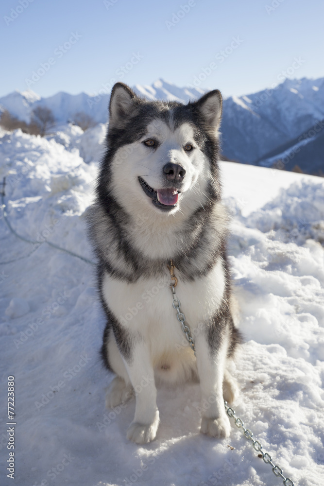 Alaskan Malamute