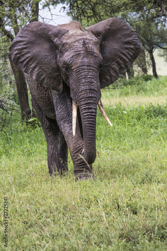 African elephant in the Tarangire National Park, Tanzania © Curioso.Photography