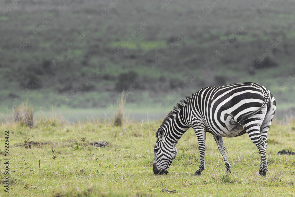 Naklejka premium Zebra in National Park. Africa, Kenya