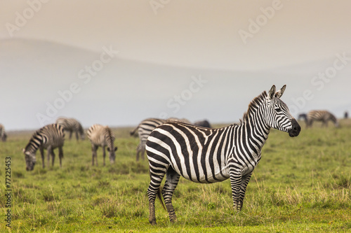 Zebra in National Park. Africa  Kenya