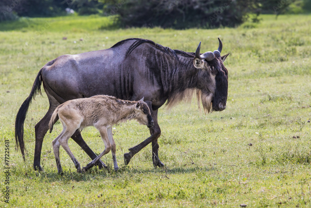A Wildebeest mother and newly born calf, Ngorongoro Crater