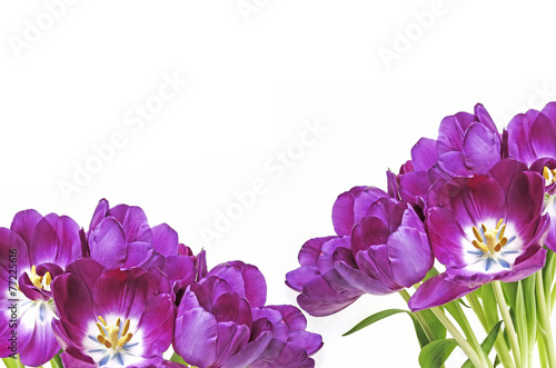 bunch of purple tulips on white background