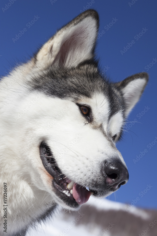 Alaskan Malamute