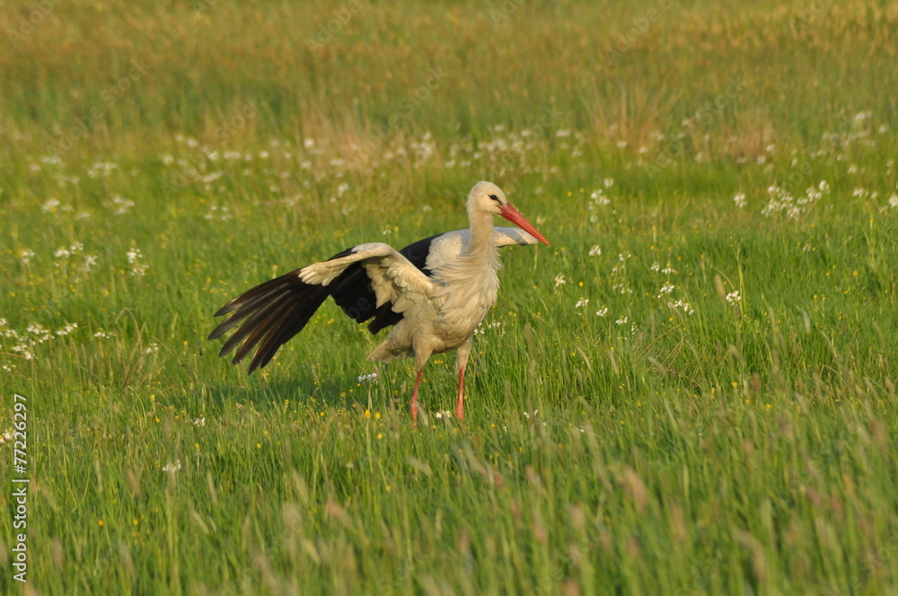 The white stork looking for food in the meadow. Long red legs The white stork looking for food in the meadow. Long red legs