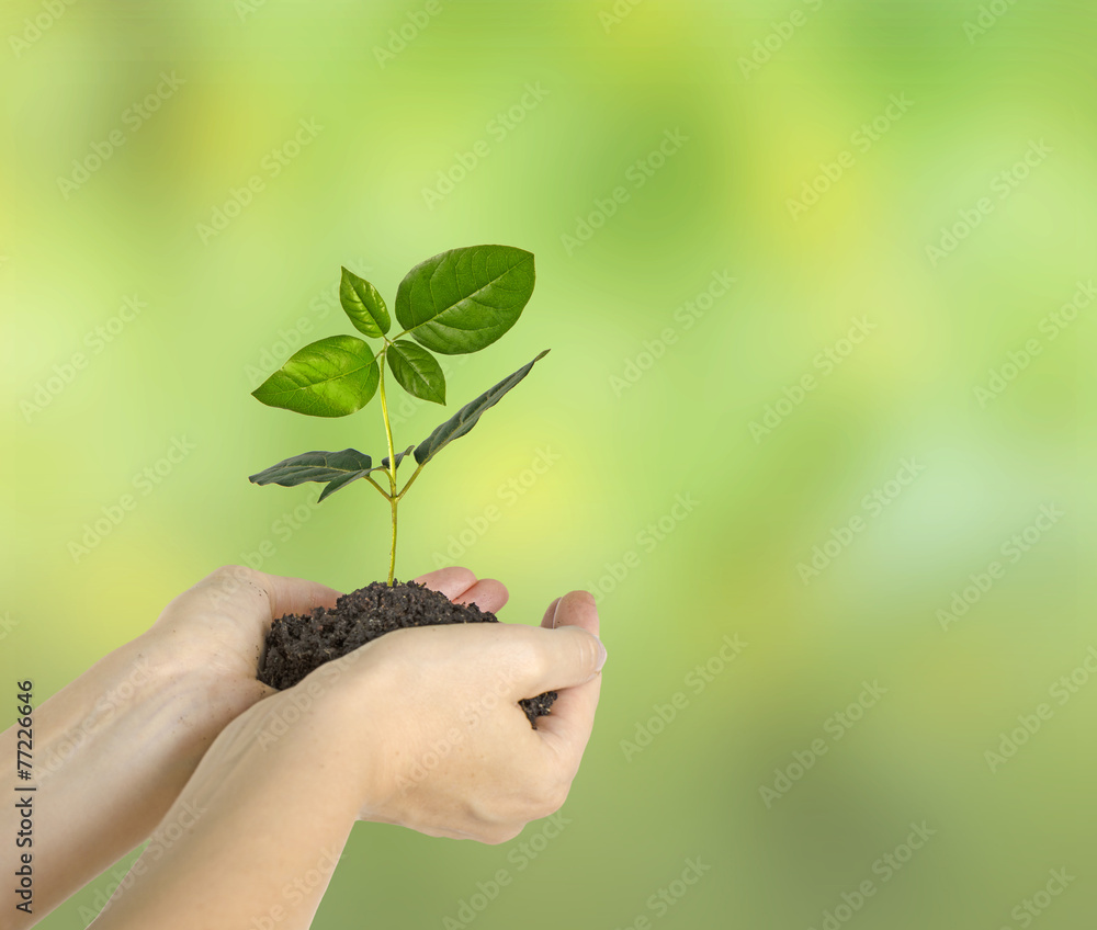 Sapling in hands Sapling in hands