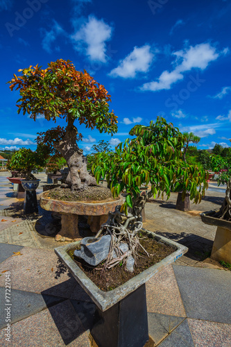 bonsai in the flower park