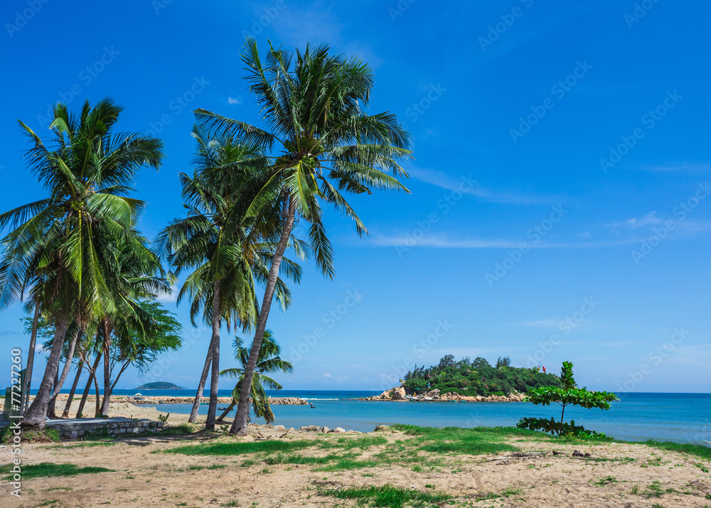 Fototapeta premium Palm trees on the shore of sea