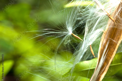 close up seeds flying