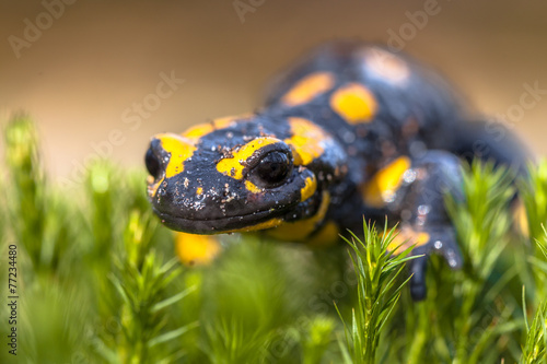 Close up of Fire salamander in its natural habitat