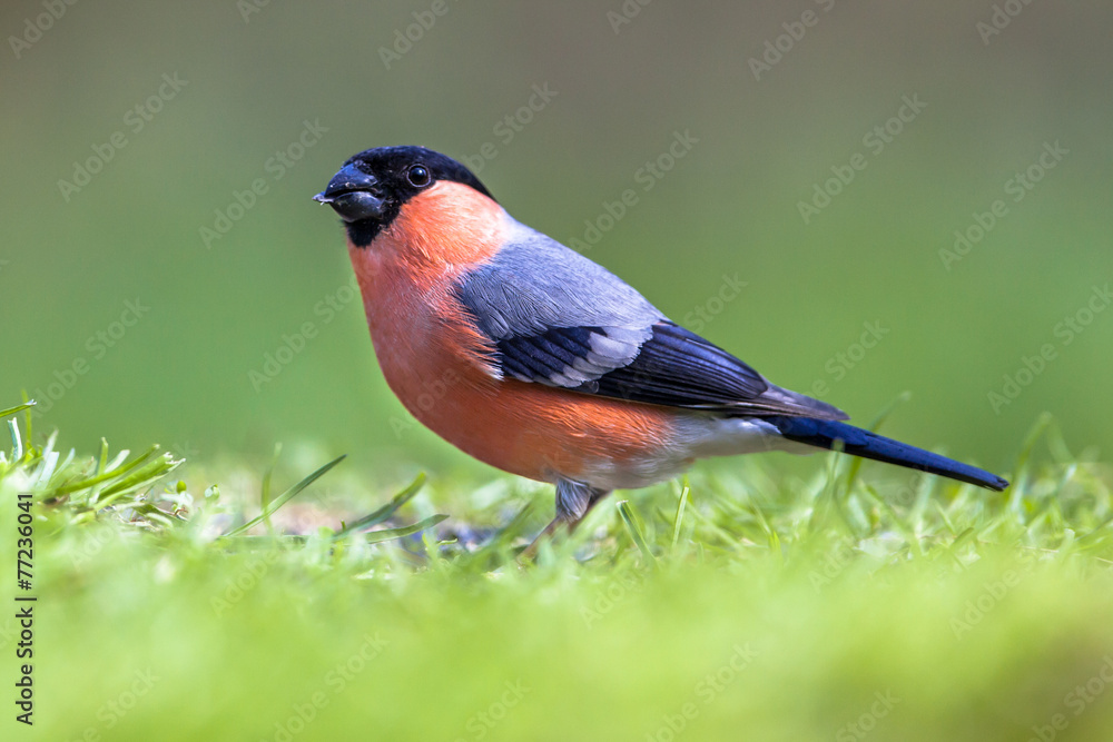 Eurasian Bullfinch