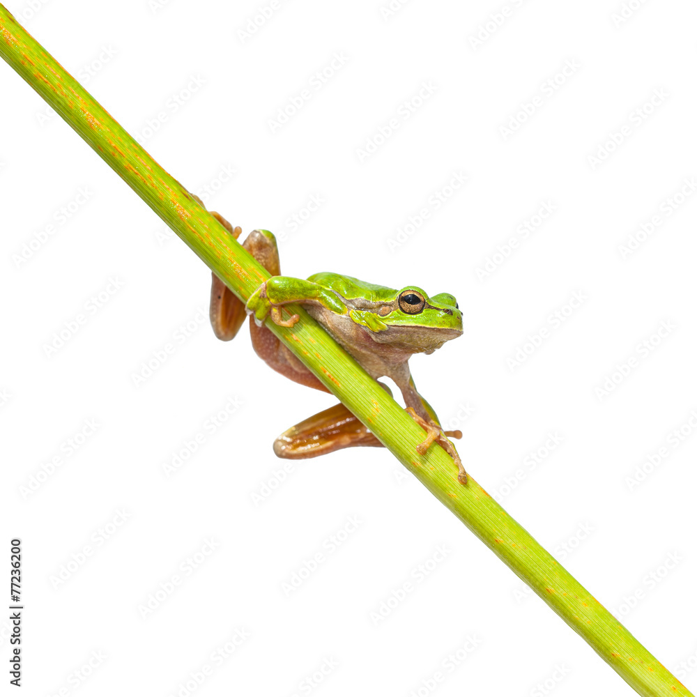 Fototapeta premium Green European Tree frog on a long diagonal stick