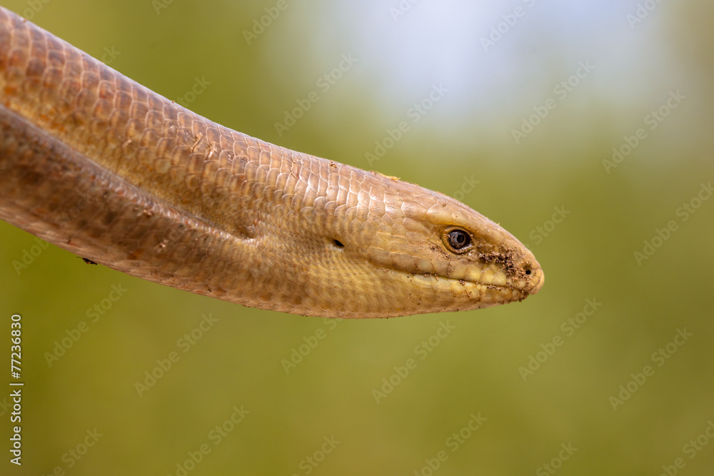 Fototapeta premium Head of a Sheltopusik