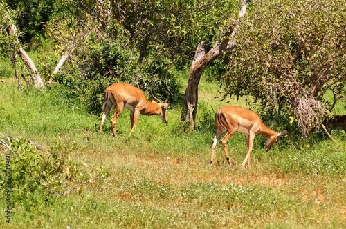 Antilopenherde in Tsavo Ost - Kenia
