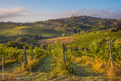 Grapes and Vines near Tuscan Village