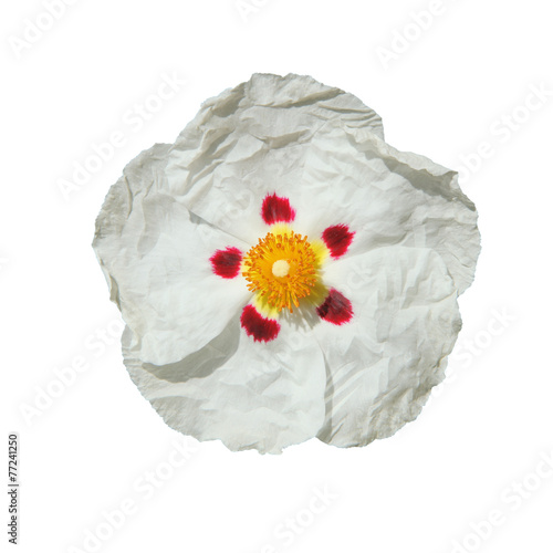 fleur de ciste blanche