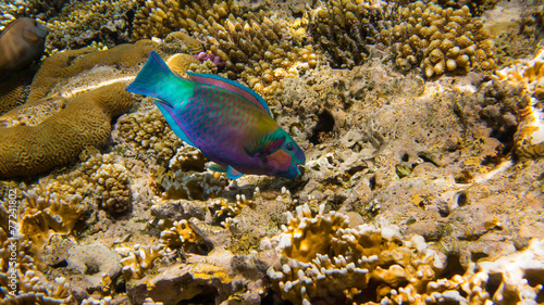 Parrot Fish © alinamaieru