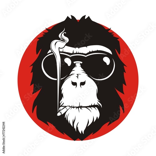 Photography hair monkey smoke