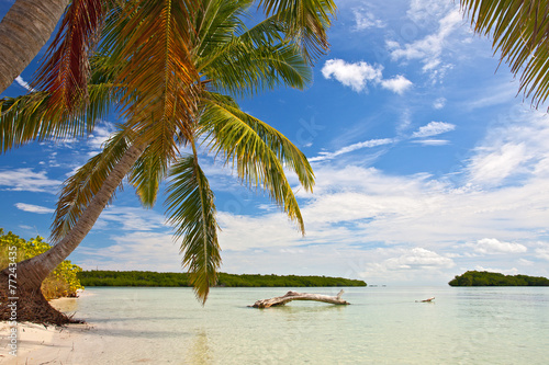 Palm trees  ocean and blue sky on a tropical beach