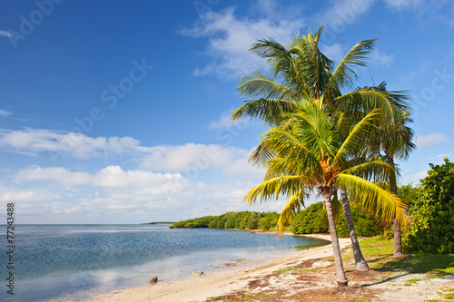 Palm trees, ocean and blue sky on a tropical beach © FotoMak