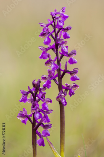 Orchis morio growing in the meadow